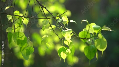 At the beginning of spring, the peepal tree has sprouted leaves. photo