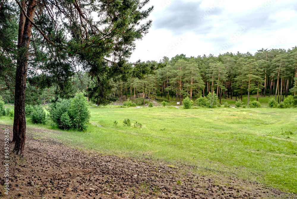 Obraz premium beautiful mixed forest in the southern Urals