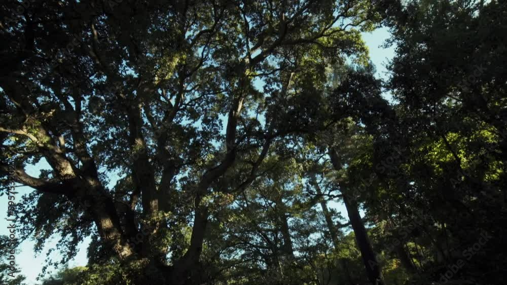 Driving Plate Through Forest at Sunset, Newlands Cape Town Driving Plate Through Forest at Sunset, Newlands Cape Town