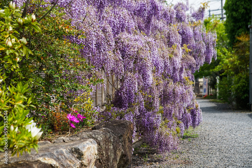 遍照寺の藤花