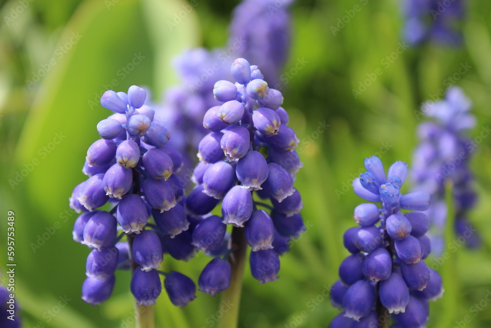 blue muscari flowers bloom in a spring garden blue muscari flowers bloom in a spring garden
