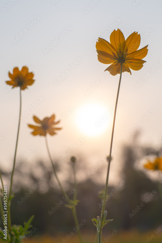 Cosmos flower. Close up. Sky behind and sunset background.