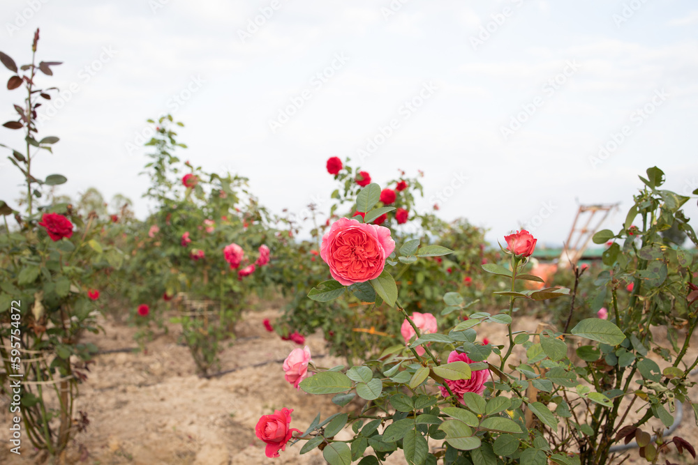 Group of beautiful pink rose plants growing in the garden
