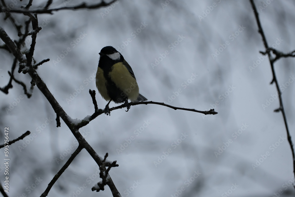 Great tit (Parus major) sitting on a branch in winter Great tit (Parus major) sitting on a branch in winter