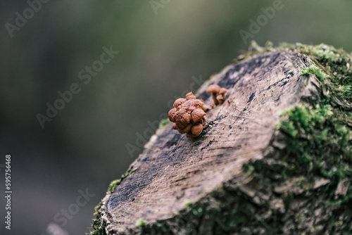 Mushrooms growing on a tree stump in the forest. Selective focus. wood mushrooms, brown mushrooms, wrinkled fungi, Flammulina velutipes 