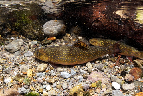 Brook trout and brook trout from Nishibetsu River, Hokkaido
