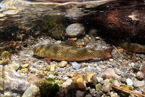 Fototapeta Naklejka Na Ścianę i Meble -  Brook trout and brook trout from Nishibetsu River, Hokkaido