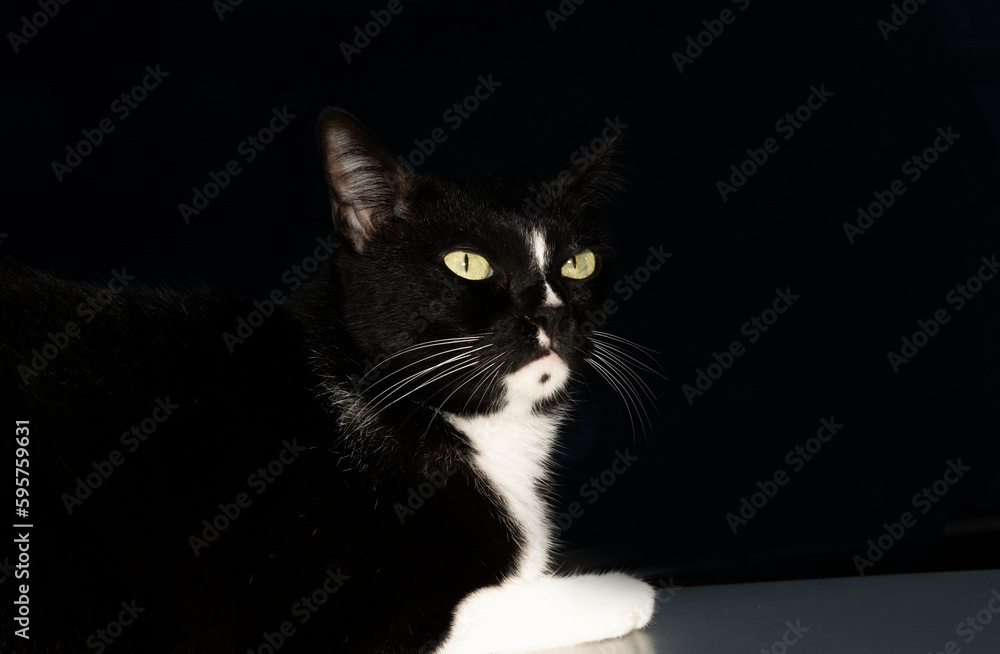 One black cat on a black background