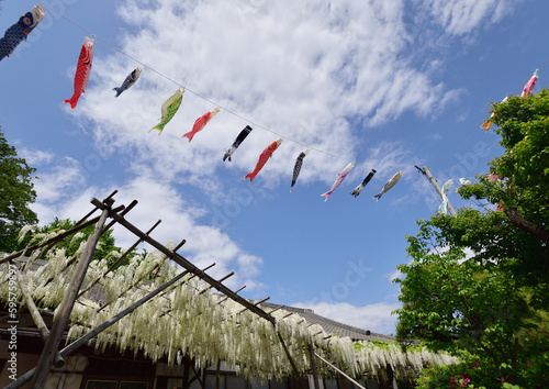 青空を泳ぐ鯉のぼりと見事に咲く白藤2 photo