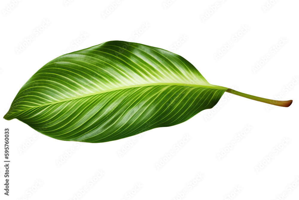 Obraz premium Tropical tree leaf isolated 