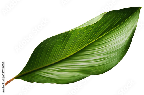 Tropical tree leaf isolated 