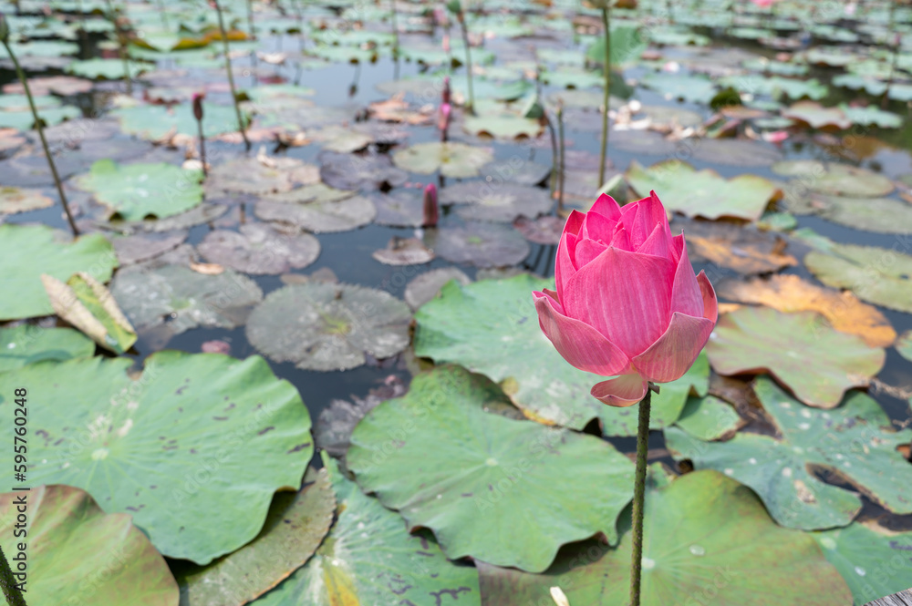 Fototapeta premium vintage style lotus pond for background