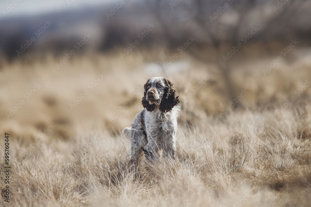 Fototapeta premium English springer spaniel portrait in spring in the field