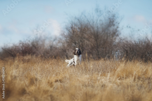 English springer spaniel portrait in spring in the field