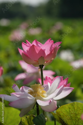 Lotus flower