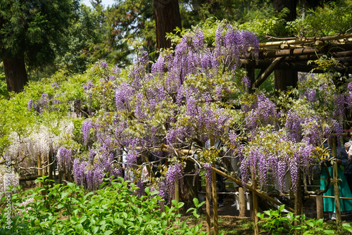 春日大社の萬葉植物園の藤 photo