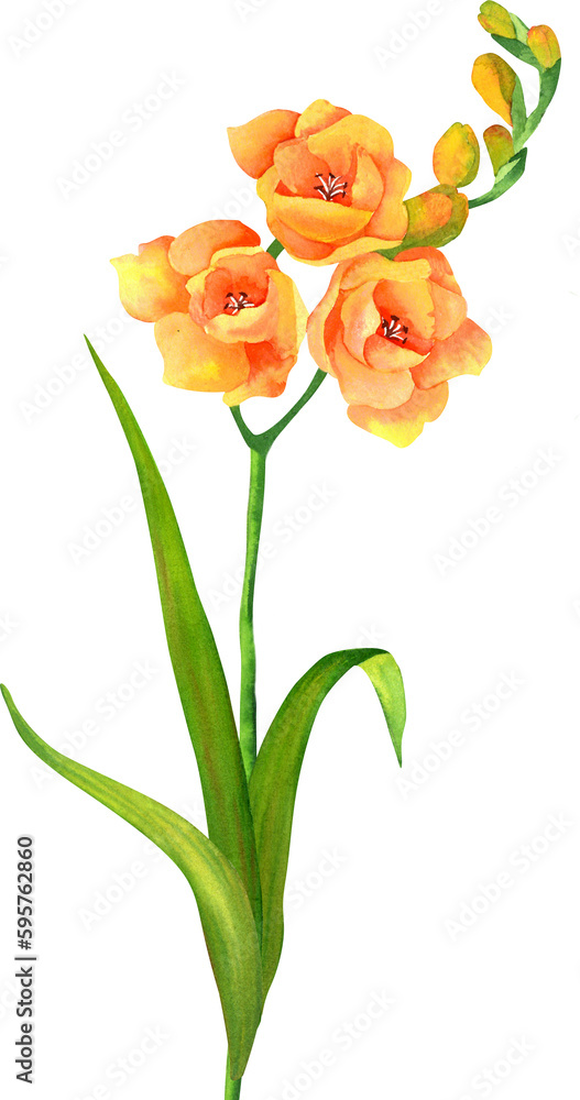 freesia flower. Isolated watercolor illustration. Botany. freesia flower. Isolated watercolor illustration. Botany.