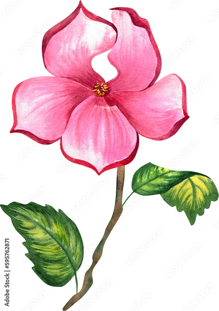 magnolia flowers. botanical watercolor illustration.