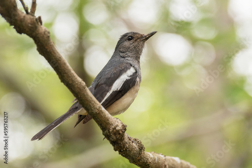 Photography Wild bird in Hong Kong Wetland Park