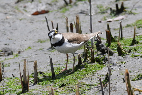 干潟で餌を探し回るコチドリ