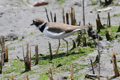 干潟で餌を探し回るコチドリ