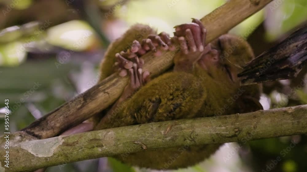 Vertical shot of a Tarsier sleeping peacefully in the Bohol rainforest Vertical shot of a Tarsier sleeping peacefully in the Bohol rainforest
