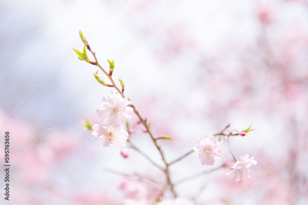 Close-up of cherry blossoms in full bloom, Japan Close-up of cherry blossoms in full bloom, Japan