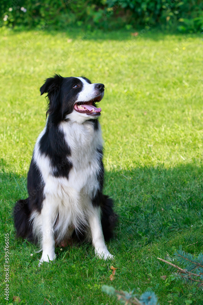 Dog breed Border Collie