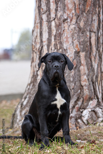 dog breed cane corso