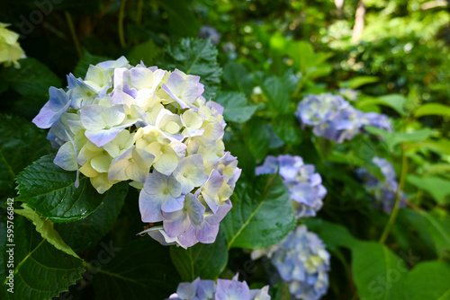 紫色の紫陽花の花