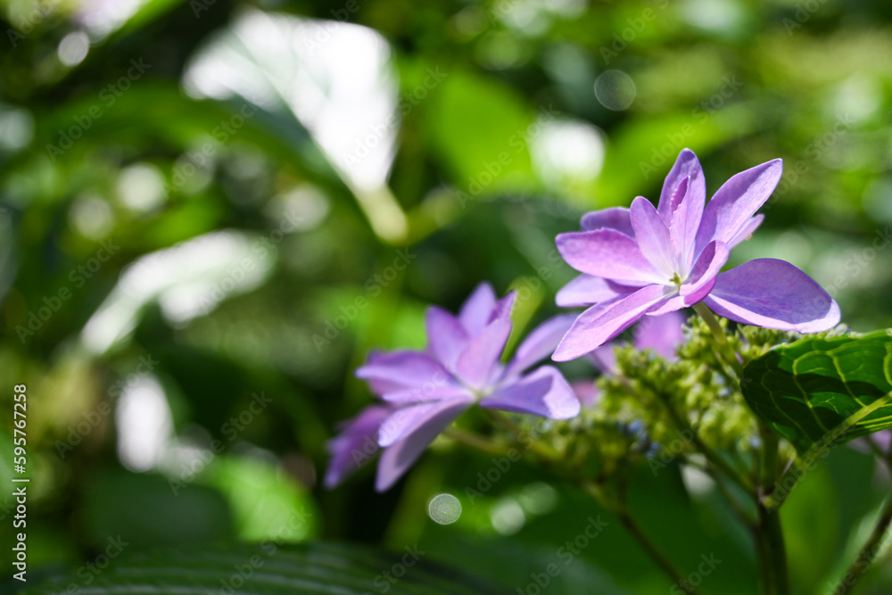 紫色の紫陽花の花 紫色の紫陽花の花