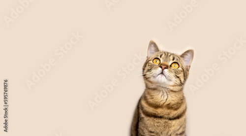 tabby cute female kitty domestic pet isolated on beige ivory background looking up.funny playful face,muzzle.love and care animals © Alexandra