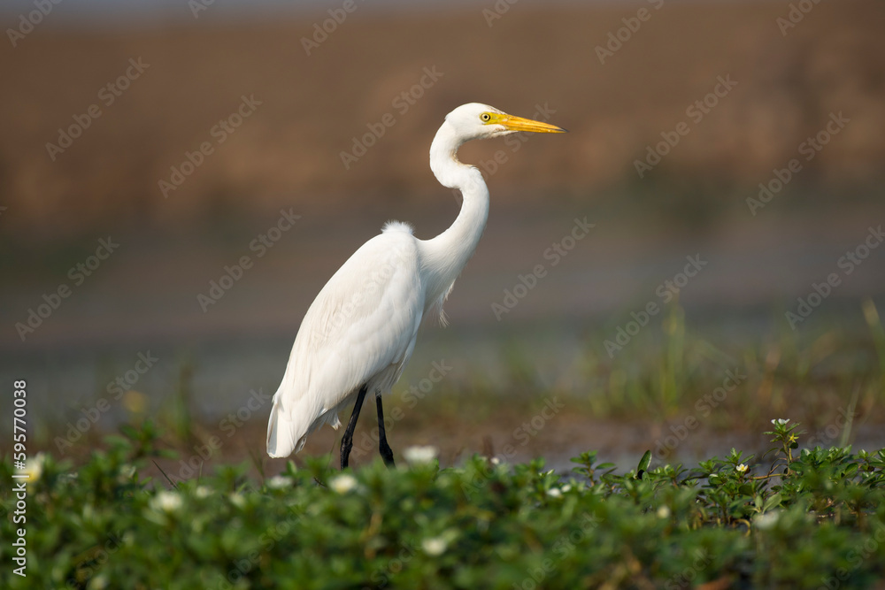 Great Egret bird resting in the grass with use of selective focus Great Egret bird resting in the grass with use of selective focus