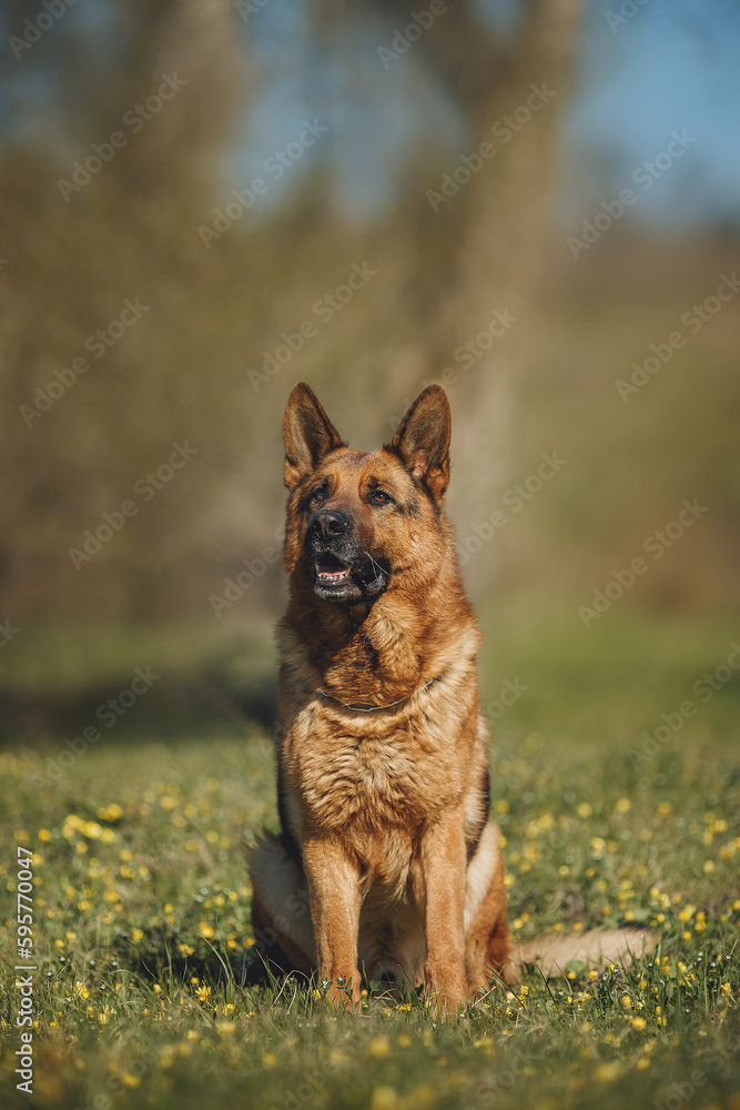 Naklejka premium german shepherd portrait in spring in the park