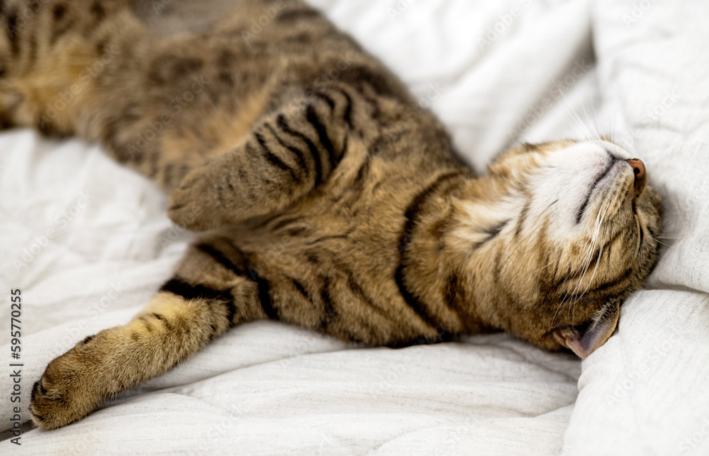 tabby cat on bedroom bed blanket sleeping and owner woman girl hand petting animal domestic pet kitty cute female