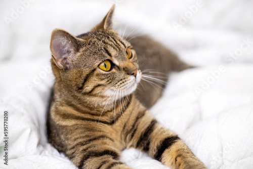 adorable cute tabby cat sleeping on bed blanket home interior.pretty domestic pet close up muzzle mustache free space for text advertising banner.tired sleepy animal with paws outstretched relax rest