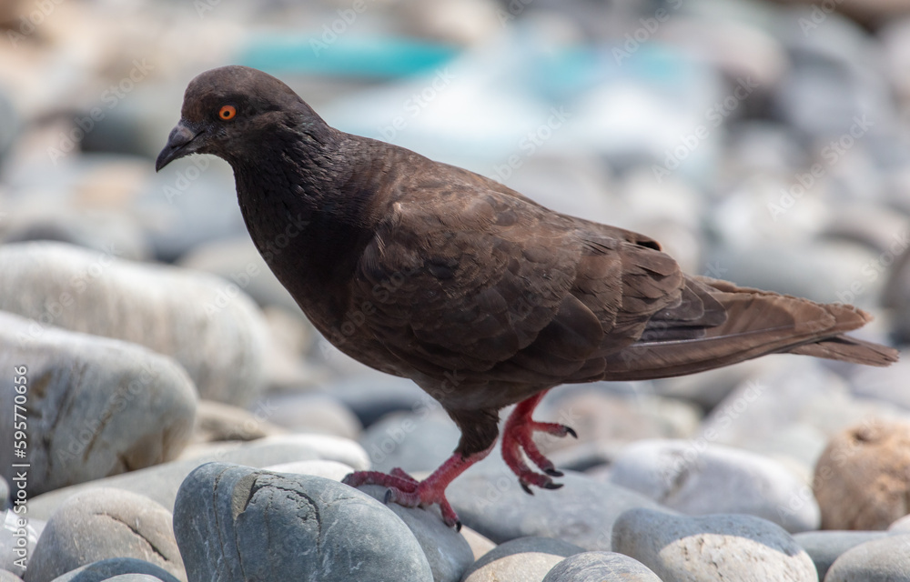 Obraz premium Pigeon walks on the rocks on the beach