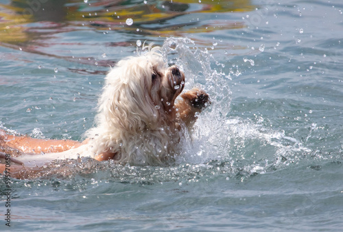 Dog swim in sea water
