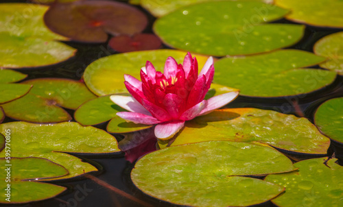 Red water lily flower on the lake