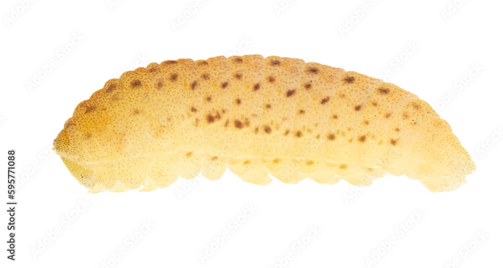 Caterpillar isolated on white background. Caterpillar isolated on white background.
