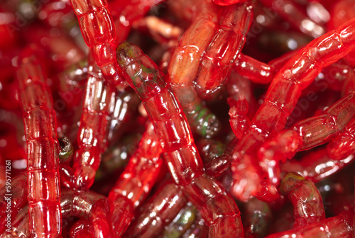 Red bloodworm as a background. Macro.