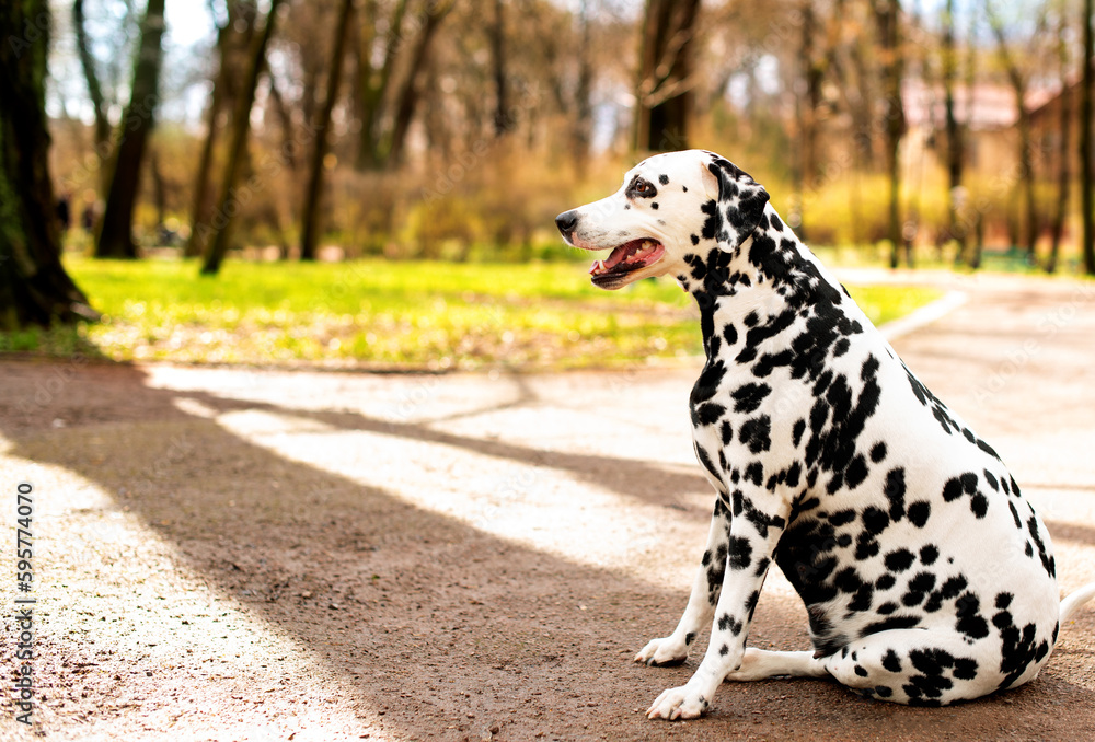 A Dalmatian dog sits sideways on the alley against the background of blurred trees in the park. The dog is eight years old. She has health problems, obesity and hormonal failure. The photo is blurred