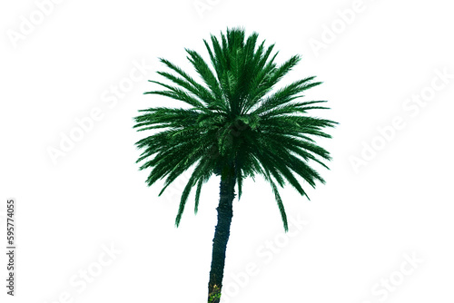 Sea, palm tree and arabic house, copy space background, isolated on a white background. Sidi Bou Said, Tunisia, Maghreb