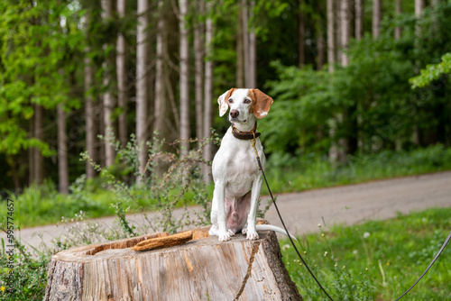 Exited and attentive istrian shorthaired hound sitting on a tree stump in the forest - hunting dog  photo