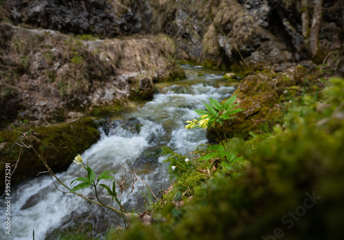 Gelbe Alpenblume am Wildbach der Wasserlochkamm