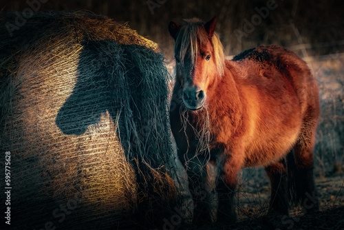 Le poney et son ombre