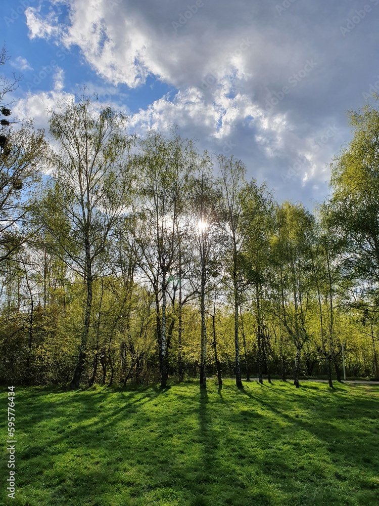 Obraz premium Bright green meadow on a sunny day