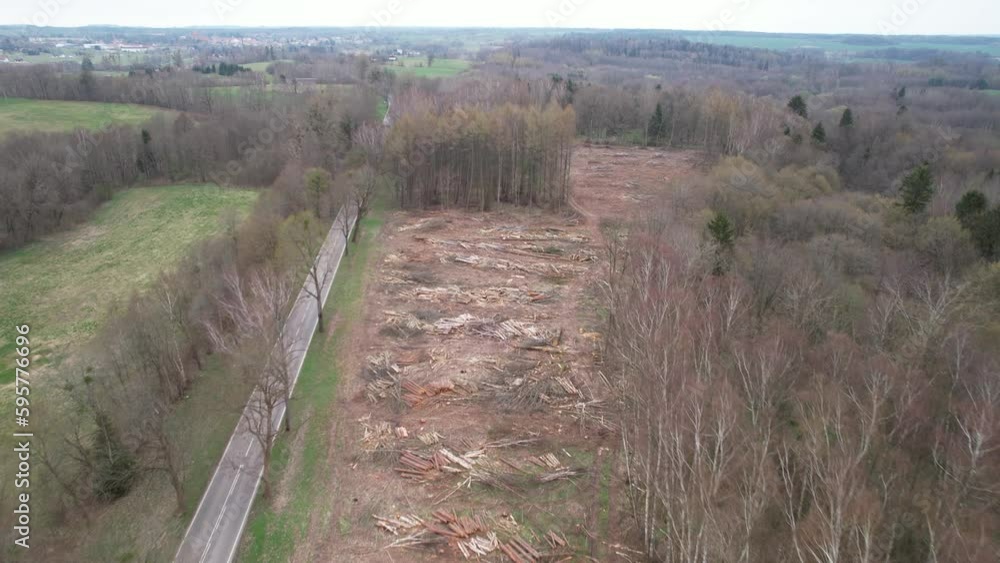 Forest destruction due to logging for timber trade, Masuria, Poland. Drone