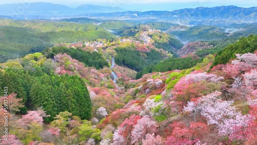Cherry blossom valley in Japan, Yoshino mountains in spring with sakura trees in bloom, aerial view of blooming pink cherry trees in Japanese mountains