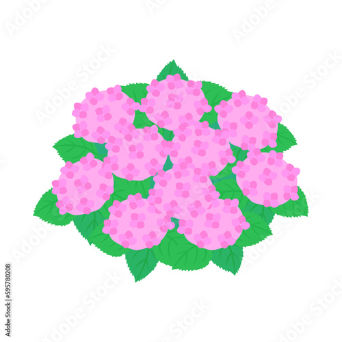 ピンク色のアジサイ。フラットなベクターイラスト。
Pink hydrangea. Flat designed vector illustration.